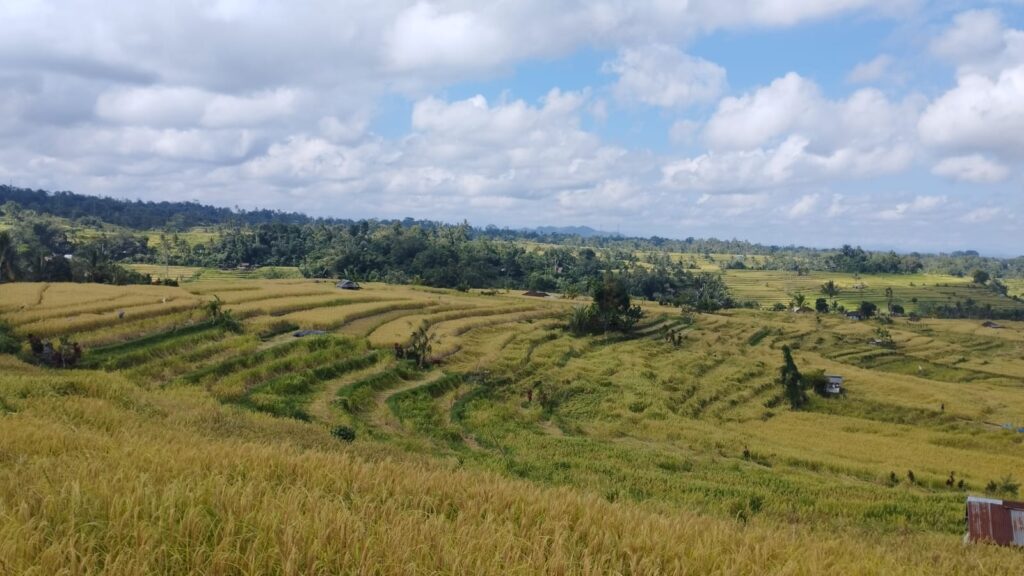 rice terraces in Jatiluwih